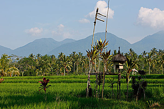稻田,火山,巴厘岛,印度尼西亚,东南亚
