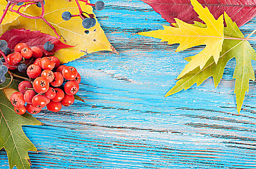 秋天,背景,树林,浆果,黄色,枫叶,蓝色,木质,表面