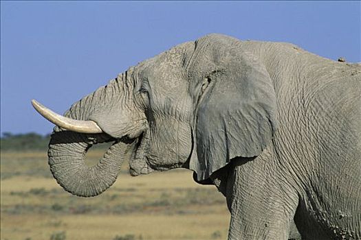 喝,大象,非洲象,雄性动物,埃托沙国家公园,纳米比亚