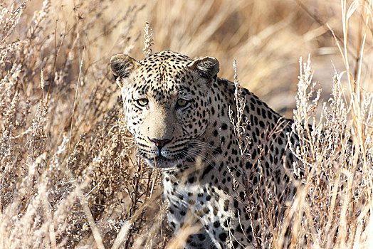 豹,高,草,区域,纳米比亚,非洲