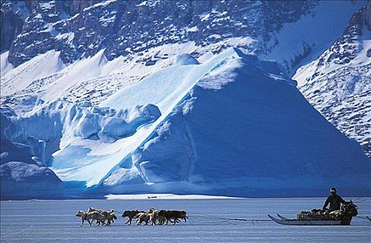 冰山,冰,海洋,跋涉,格陵兰,北极,探险,假日,哺乳动物,动物