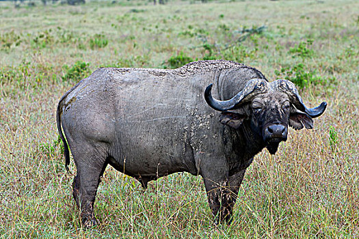 老,非洲水牛,眼,纳库鲁湖国家公园,肯尼亚,东非