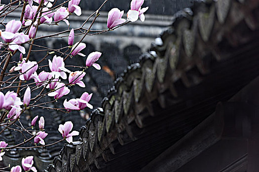 紫玉兰,春天,拙政园