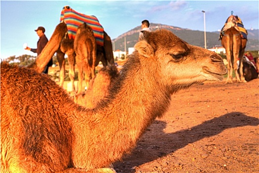 阿拉伯骆驼,站立,沙子,沙漠,摩洛哥,非洲,背景,罐,看,大西洋,海洋
