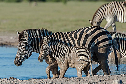 白氏斑马,斑马,母马,小马,水坑,国家公园,博茨瓦纳,非洲