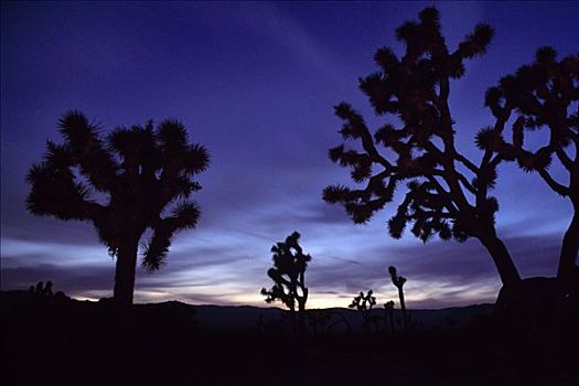 约书亚树国家公园,加利福尼亚,美国