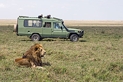非洲狮,狮子,旅游,马赛马拉国家保护区,肯尼亚