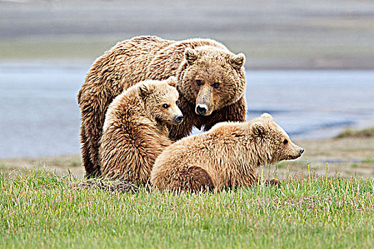 棕熊,母熊,一岁,幼兽,湾,卡特麦国家公园,阿拉斯加,美国