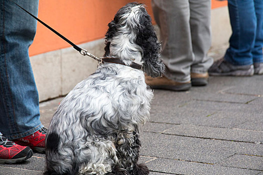 德国巴伐利亚罗腾堡童话镇商店门口前的狗狗