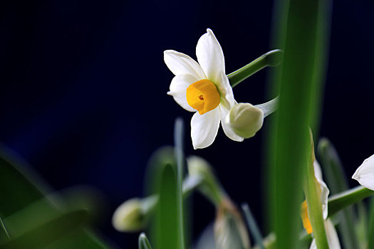 水仙花