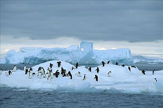 阿德利企鹅,冰山,漂浮,希望,湾,南极