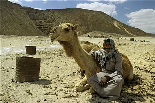 坐,靠近,双峰骆驼,双峰驼,正面,山,沙漠,西奈,埃及,非洲