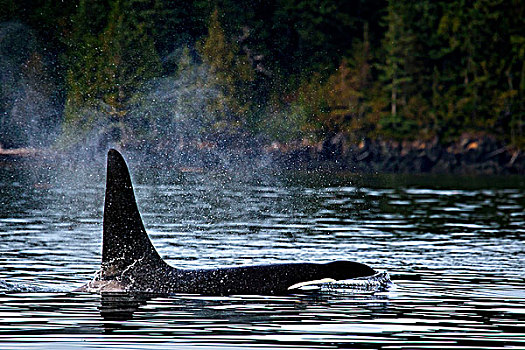 逆戟鲸,北方,温哥华岛,不列颠哥伦比亚省,加拿大