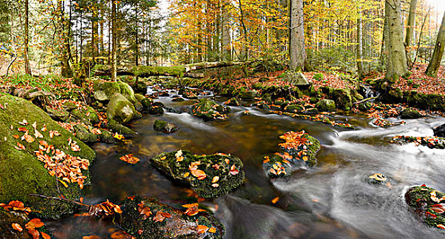 风景,河流,流动,树林,秋天,巴伐利亚森林国家公园,巴伐利亚,德国