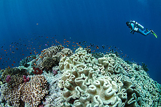 皮革,珊瑚,软珊瑚目,斐济,珊瑚礁,不同