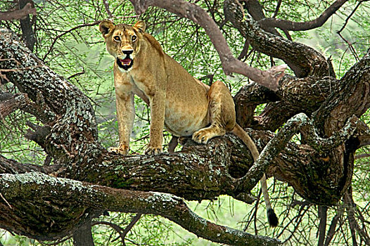 雌狮,树上,东非,坦桑尼亚,国家公园