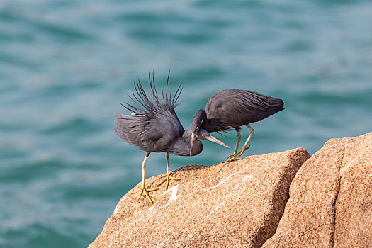 生活于热带和亚热带海洋,栖息并觅食于海岛岩礁和海岸岩石上的岩鹭鸟
