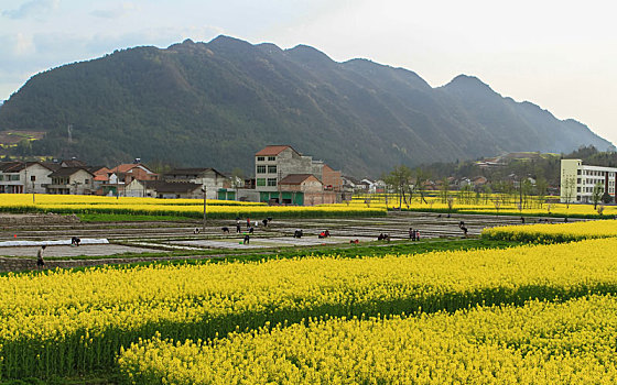 汉中油菜花