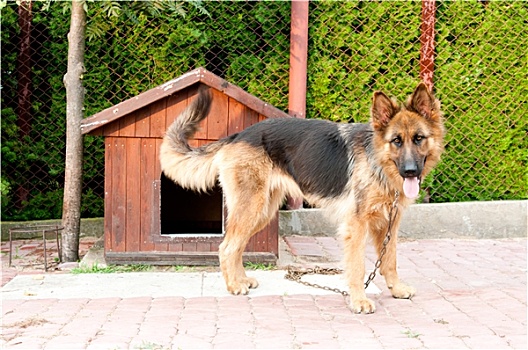 德国牧羊犬,木质