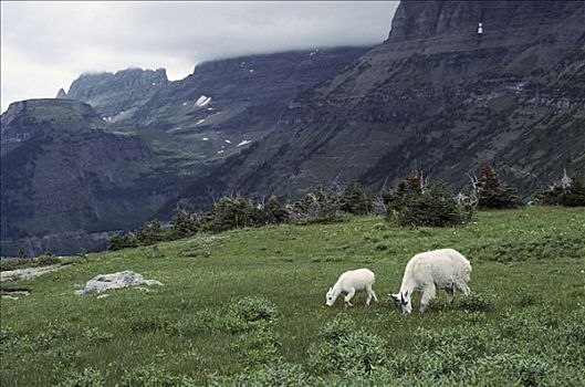 石山羊,雪羊,母兽,放牧,冰川国家公园,落基山脉,蒙大拿