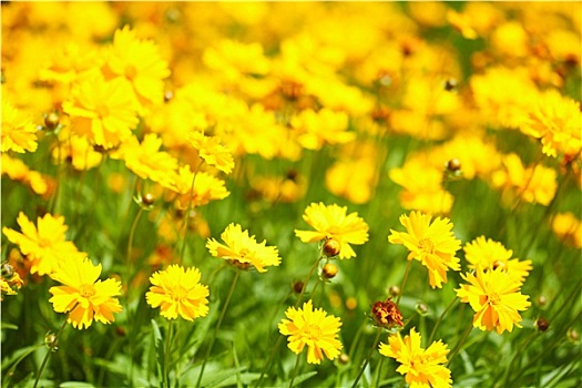 黄花,花园,太阳