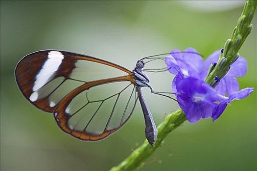 蓝色,花