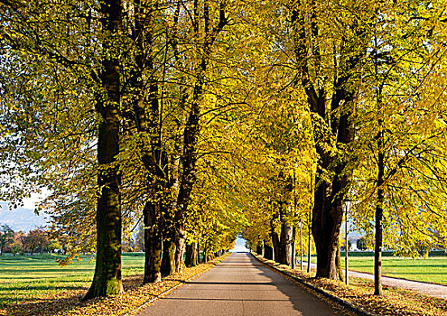 道路,酸橙树,秋天,月亮湖地区,萨尔茨卡莫古特,上奥地利州,奥地利,欧洲