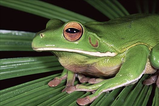 树蛙,雨林,昆士兰,澳大利亚