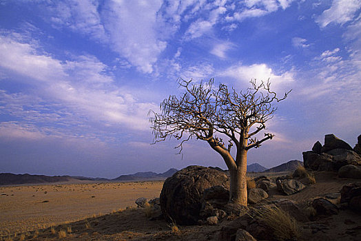 纳米比亚,纳米比诺克陆夫国家公园,靠近,索苏维来地区,树