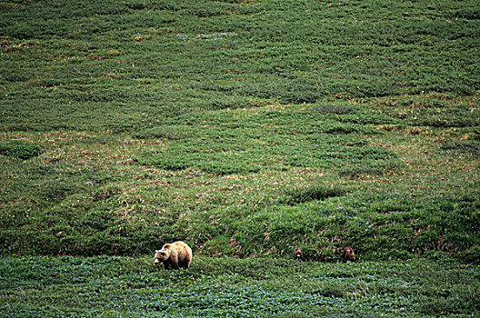 美国,阿拉斯加,德纳里峰国家公园,大灰熊,母熊,5个月大