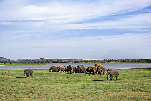 亚洲象,象属,湖,国家公园,斯里兰卡,亚洲