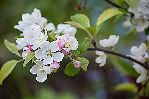 苹果花,枝条