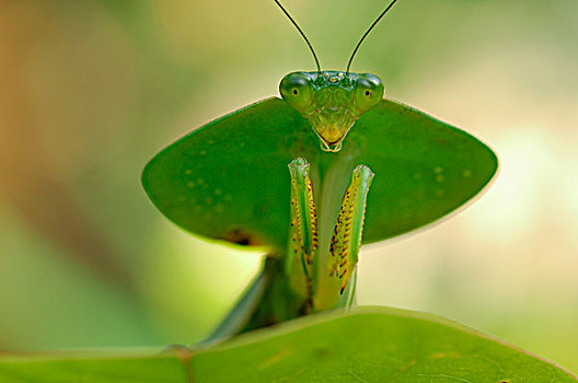 螳螂,泻湖,哥斯达黎加