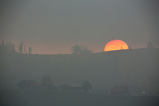 日落,高,雾,树林,阿彭策尔,瑞士,欧洲