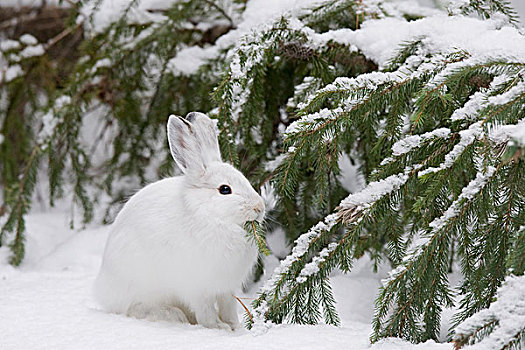 雪兔,冷杉,冬天,北美