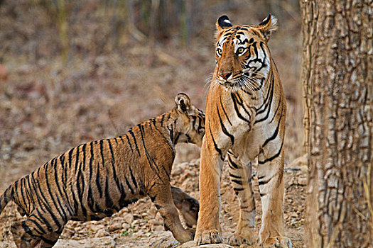 皇家,孟加拉,幼兽,一个,虎,自然保护区,印度