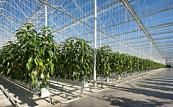 胡椒,温室,北布拉邦,荷兰