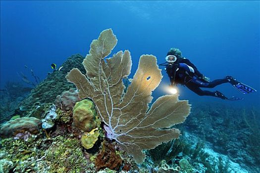 潜水者,手电筒,看,海扇,珊瑚,柳珊瑚虫,珊瑚礁,佩特罗,岛屿,伯利兹,中美洲,加勒比海