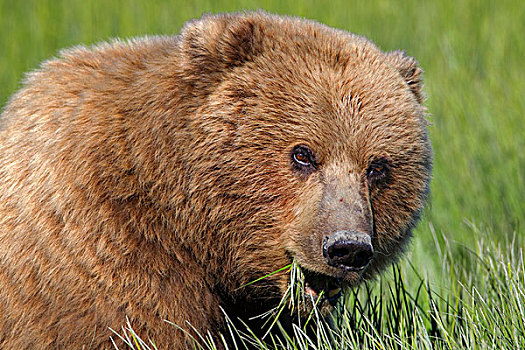 大灰熊,棕熊,女性,吃草,克拉克湖,国家公园,阿拉斯加