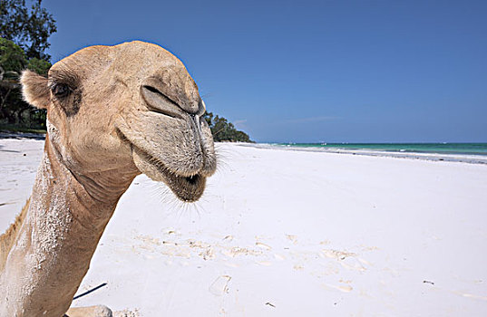 单峰骆驼,阿拉伯骆驼,头像,海滩,印度洋,蒙巴萨,肯尼亚,非洲