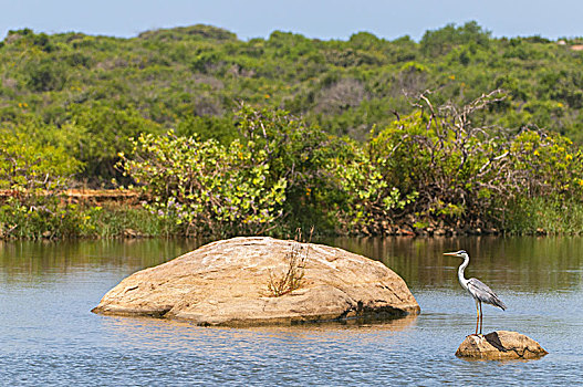 苍鹭,国家公园,斯里兰卡