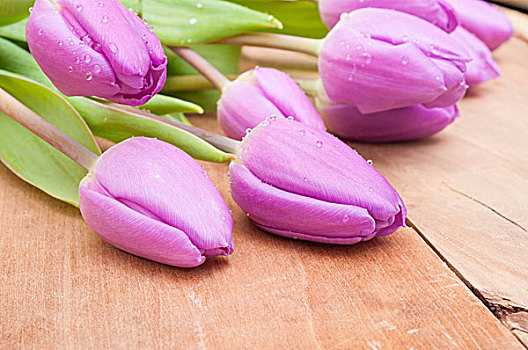 紫罗兰,郁金香