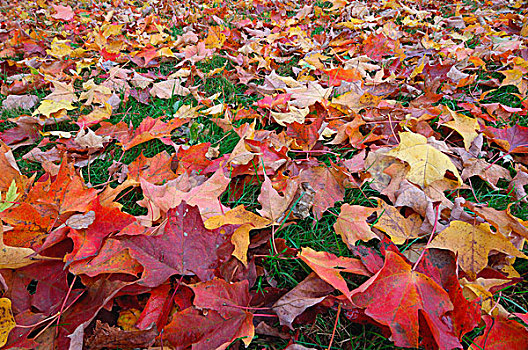 特写,枫树,叶子,地上,秋天,新罕布什尔,新英格兰,美国