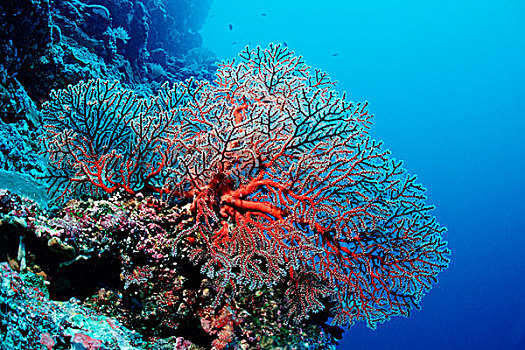 海洋,开屏,珊瑚礁,贝劳,密克罗尼西亚,太平洋