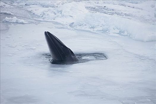南极,小须鲸,平面,海冰,呼吸,罗斯海
