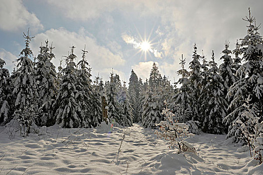 风景,挪威针杉,欧洲云杉,树林,冬天,普拉蒂纳特,巴伐利亚,德国