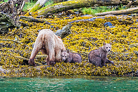 大灰熊,妈妈,两个,幼兽,觅食,退潮,线条,小湾,不列颠哥伦比亚省,加拿大