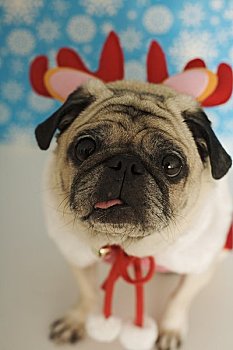 哈巴狗,圣诞节,装束