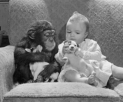 黑猩猩,婴儿,杰克罗素狗,小狗,英格兰,英国