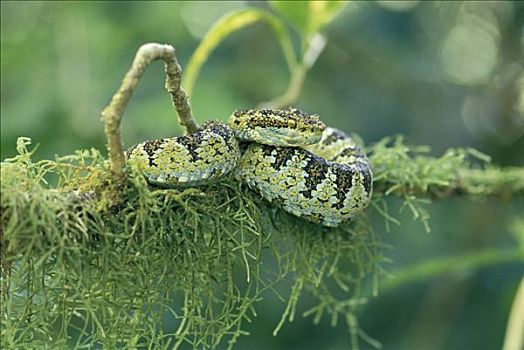 扁斑奎蛇,蝰蛇,保护色,苔藓,枝条,哥斯达黎加